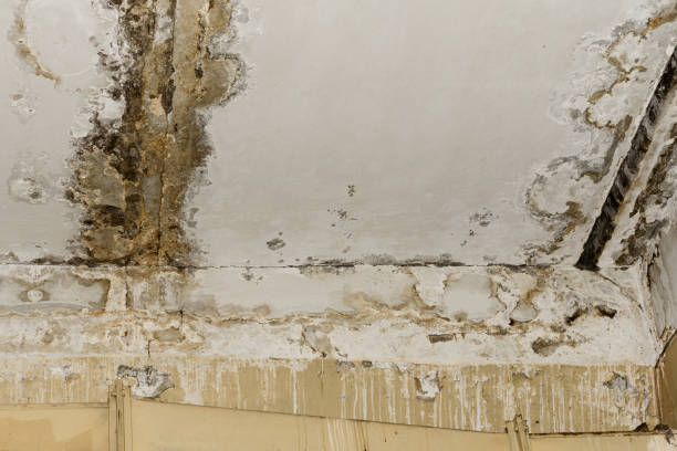 Best Black Mold Removal  in Mckeesport, PA